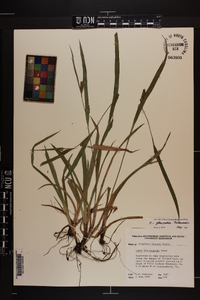 Carex glaucodea image