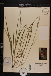 Carex gracilescens image