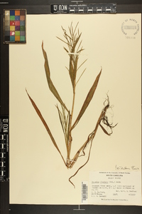 Paspalum fluitans image