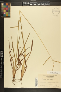 Paspalum laeve image