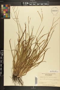 Paspalum laeve image