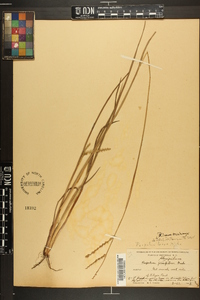 Paspalum laeve image