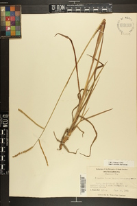 Paspalum laeve image