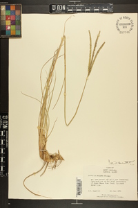 Paspalum notatum image