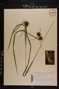 Carex grayi image