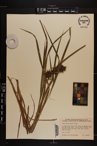 Carex grayi image