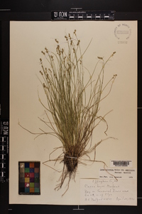 Carex atlantica subsp. capillacea image