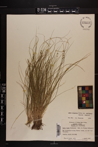 Carex atlantica subsp. capillacea image