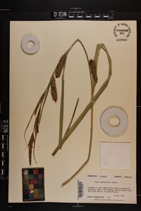 Carex hyalinolepis image