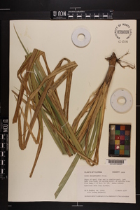 Carex hyalinolepis image