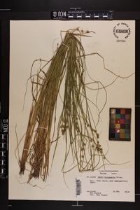 Carex incomperta image