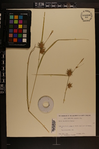 Carex louisianica image