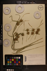 Carex louisianica image