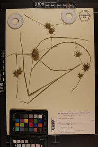 Carex louisianica image