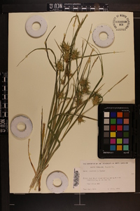 Carex louisianica image