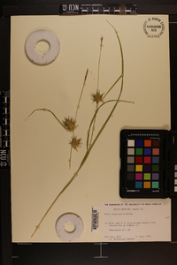 Carex louisianica image