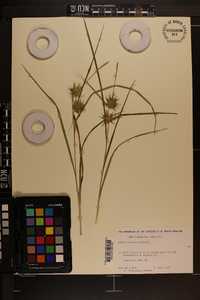 Carex louisianica image