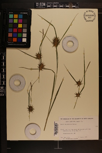 Carex louisianica image