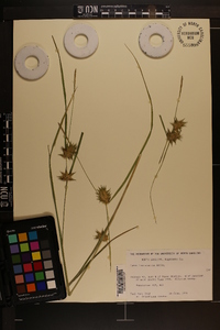 Carex louisianica image