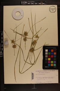 Carex louisianica image