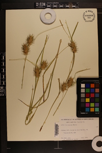 Carex louisianica image