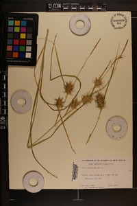 Carex louisianica image