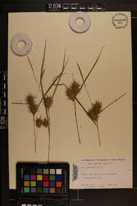 Carex louisianica image