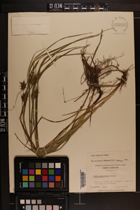 Carex louisianica image