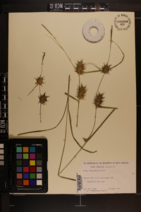 Carex louisianica image