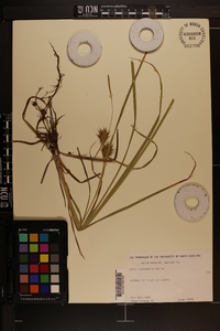 Carex louisianica image