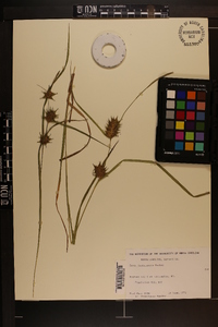 Carex louisianica image