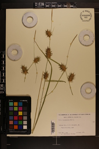 Carex louisianica image