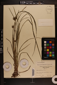 Carex louisianica image