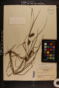 Carex louisianica image