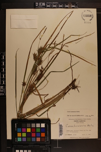 Carex louisianica image