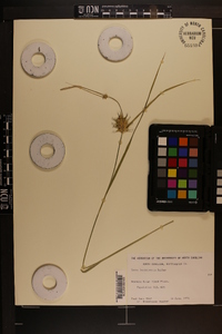 Carex louisianica image