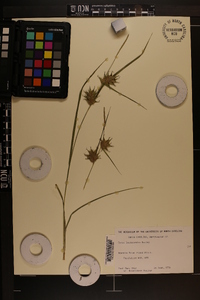 Carex louisianica image