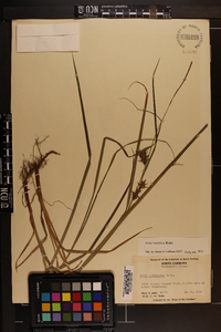 Carex louisianica image