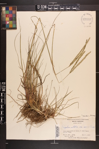 Paspalum notatum image