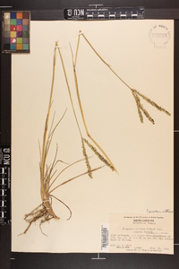 Paspalum notatum image