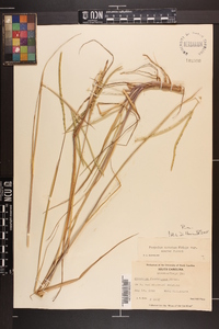 Paspalum notatum image