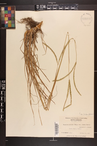 Paspalum notatum var. saurae image