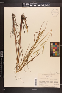 Paspalum praecox image