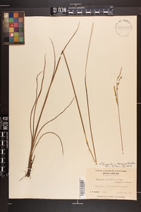 Paspalum praecox image