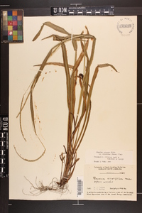 Paspalum setaceum var. ciliatifolium image