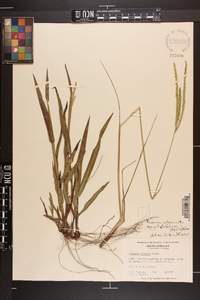 Paspalum setaceum var. ciliatifolium image