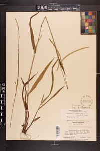 Paspalum setaceum var. ciliatifolium image