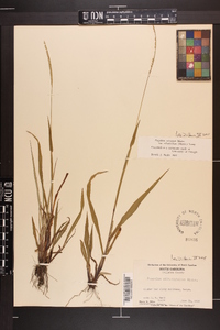 Paspalum setaceum var. ciliatifolium image