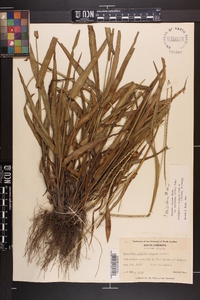 Paspalum setaceum var. ciliatifolium image