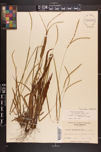 Paspalum setaceum var. ciliatifolium image